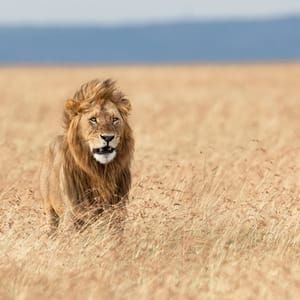 Han Løve i høj græs i Masai Mara
