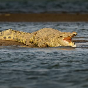 Krokodille på Zambezi flodkanten