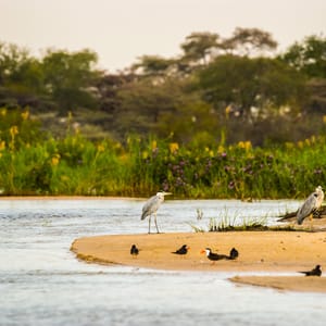 Zambezi flodkanten med Hejrer på sandet