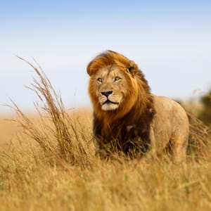 Han Løve i høj græs og vind i Masai Mara