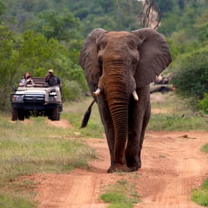 Stor han elefant i Balule Game Reserve