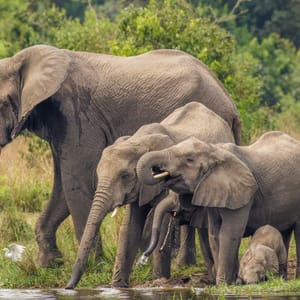 En familie af Skovelefanter i Uganda