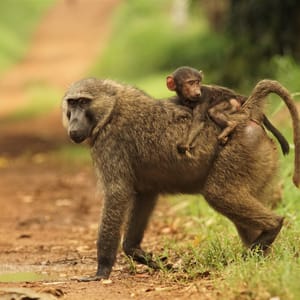 Mor og baby Olive Baboon i Queen Elizabeth Nationalparken Uganda