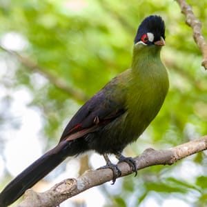 Hartlaubs Turaco Uganda