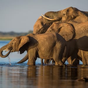 Elefant familie i Chobe floden