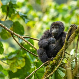 Baby Bjerggorilla i Bwindi Impenetrable Nationalparken