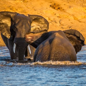 Kruger nationalpark