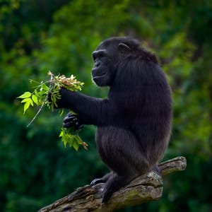 Chimpanzee i Kibale Nationalparken i Uganda