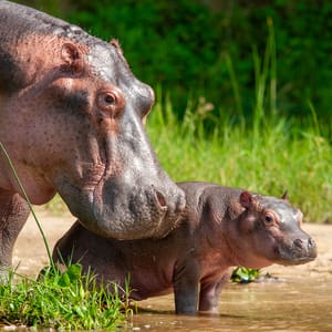 Flodhest mor og baby Murchinson Falls Nationalpark Uganda