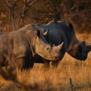 To næsehorn i morgenlys på safari i Balule Private Game Reserve