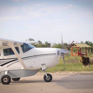 Savannefly i Okavango Deltaet