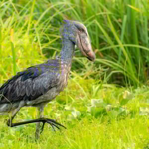 Træskonæb Stork i Queen Elizabeth Nationalparken i Uganda