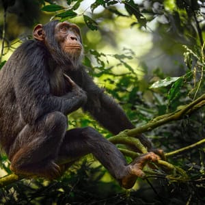 Chimpanzee i et træ i Kibale Nationalparken