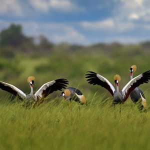 Grey Crowned Crane i Queen Elizabeth Nationalparken Uganda
