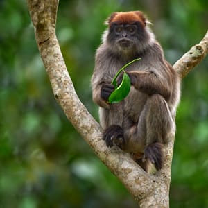 Rød Colobus abe i skoven i Kibale Forest Nationalparken Uganda