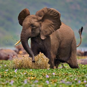 Elefant i Kazinga Kanal i Queen Elizabeth Nationalparken i Uganda