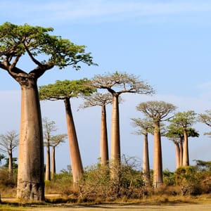 Baobab Alley på Madagaskar