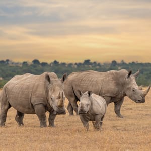 Hvide Næsehorn i Kenya