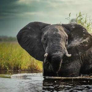 Han elefant i Okavango Deltaet