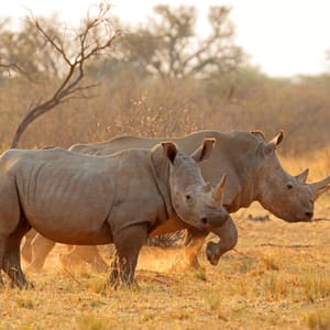 Hvide næsehorn i Greater Kruger