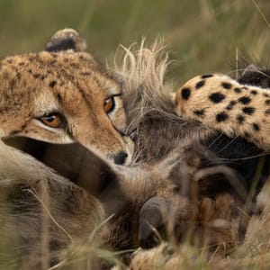 Gepard med en ung gnu i munden