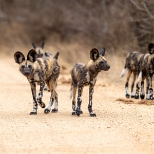 Vildhunde i Timbavati