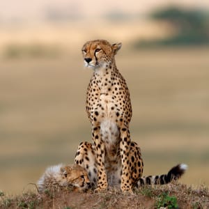 Gepard mor og baby sædende på et myretue