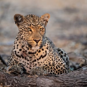 Leopard i skyggen i Kruger Nationalparken