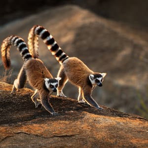 To Ring-tailed Lemur på toppen af en sten
