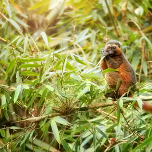 Golden Bamboo Lemur der spiser bambus på Madagaskar