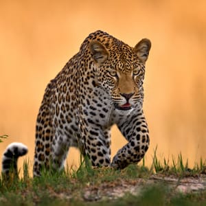 Leopard i Queen Elizabeth Nationalparken Uganda