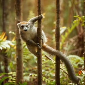 Coronated Lemur i skovene af Madagaskar