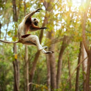 Lemur springer mellem træerne i skovene af Madagaskar