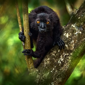 Black Lemur i skoven på Madagaskar