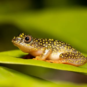 Starry Night Reed Frog lille frø på bladen i skoven på Madagaskar