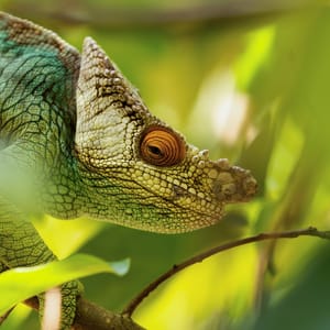 ParsonsChameleoncalummaParsoniiIsALargeEndemicSpeciesOf