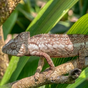 MalagasyGiantChameleonOrOustaletsChameleonfurciferOustaletiLargeSpecies
