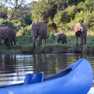 Elefanter på Zambezi flodkanten set fra kano