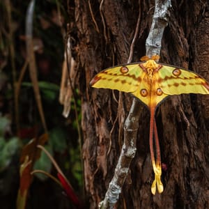 Moon Moth fra Madagaskar