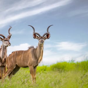 To han kuduer i Kruger Nationalparken