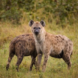 To Hyæner i Balule Private Game Reserve