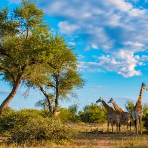 Giraf i typisk bush område i Kruger Nationalparken