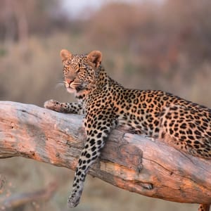 Leopard i Okavango Delta Botswana