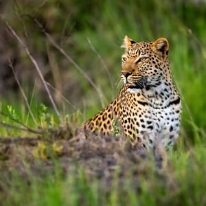Hun Leopard i Okavango Deltaet