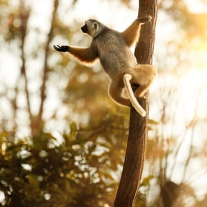 Stor Lemur springer mellem træerne på Madagaskar