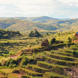 Typisk Madagaskar landskap med ris markerne