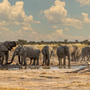 Elefanter ved vandhullet i Makgadikgadi Game Reserve