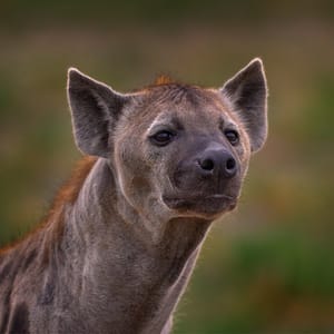 Hyæne i Moremi Game Reserve