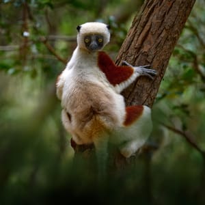 Lemur hængende på et træ i skovene af Madagaskar
