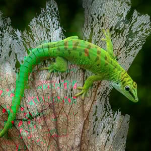 Madagascar Giant Day Geckophelsuma Grandis på en tør blade